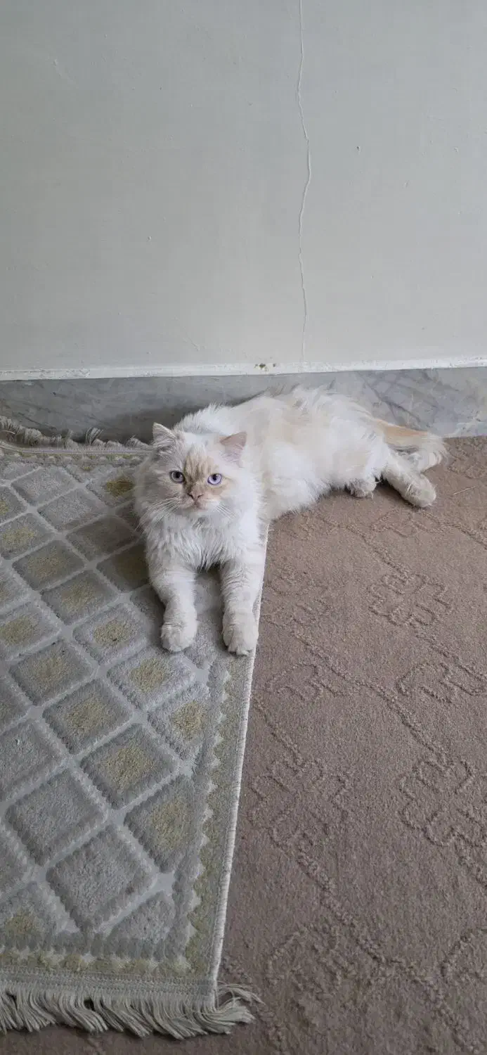 گربه نر بریتیش ۱ ساله|گربه|اصفهان, پوریای ولی|دیوار