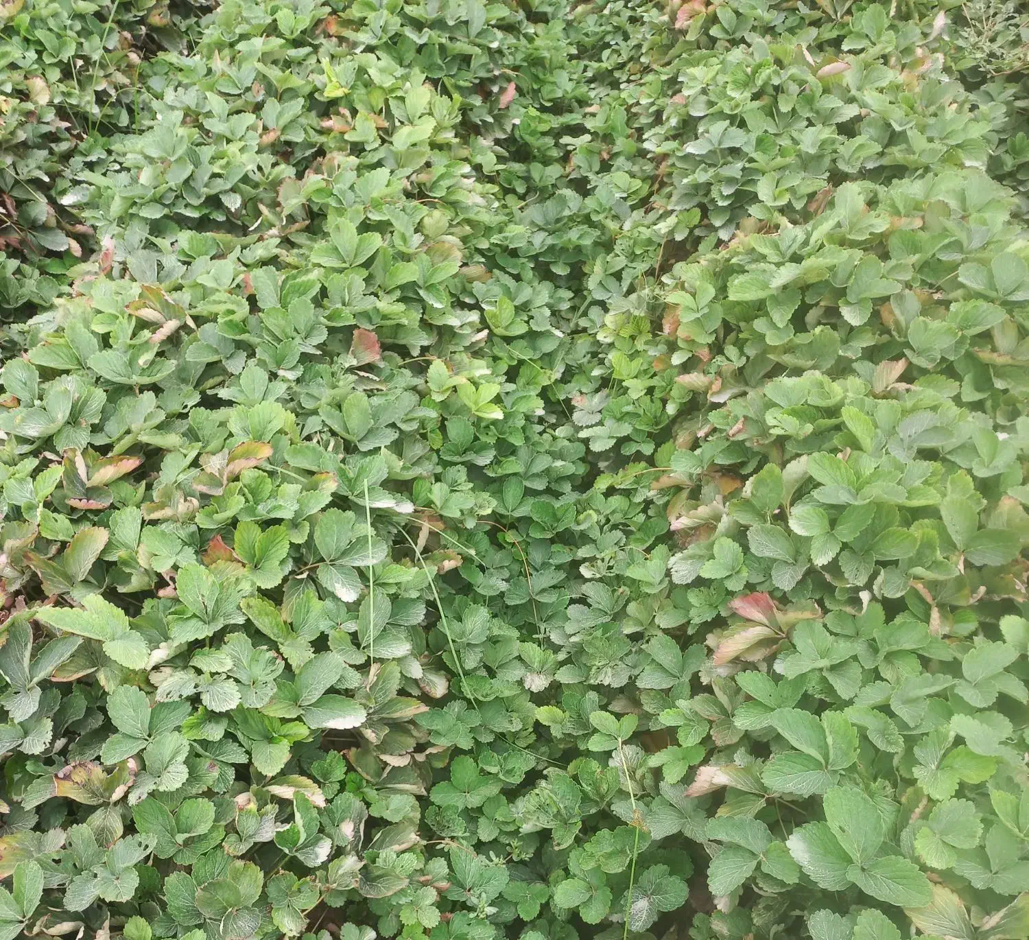 نهال توت فرنگی سابرینا|خدمات باغبانی و درختکاری|خان ببین, |دیوار