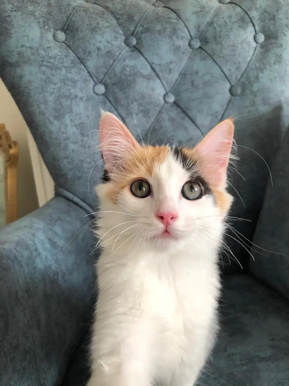 گربه DLH 6 ماهه|گربه|اندیشه, اندیشه فاز ۴|دیوار