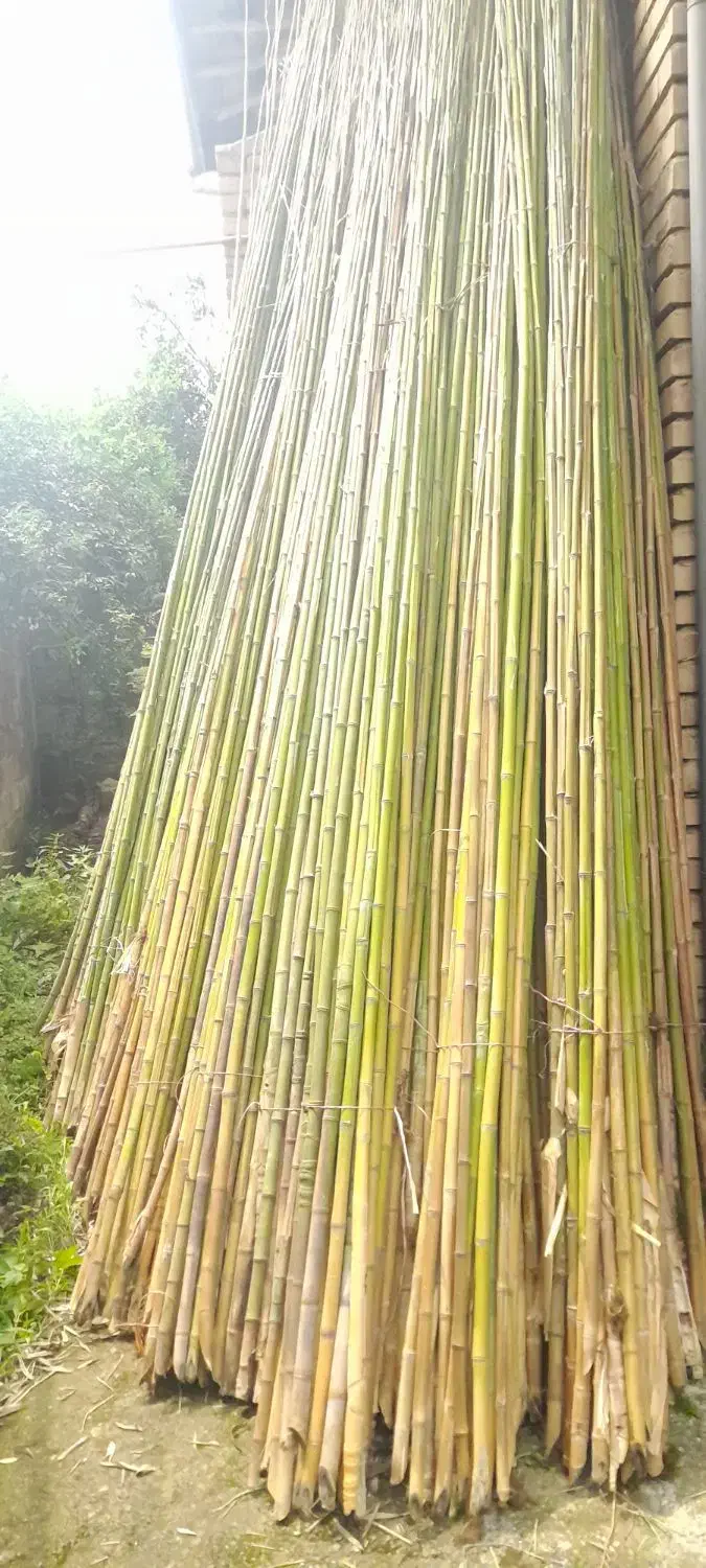 نی خیزران|گل و گیاه طبیعی|محلات, |دیوار