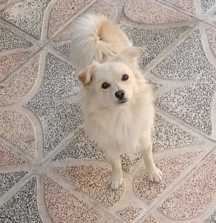 سگ پاکوتاه گرگی طاق با اکانت کالاف|سگ|یاسوج, |دیوار