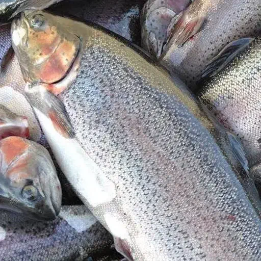 ماهی قزلآلا زنده و تازه|خوردنی و آشامیدنی|چادگان, |دیوار