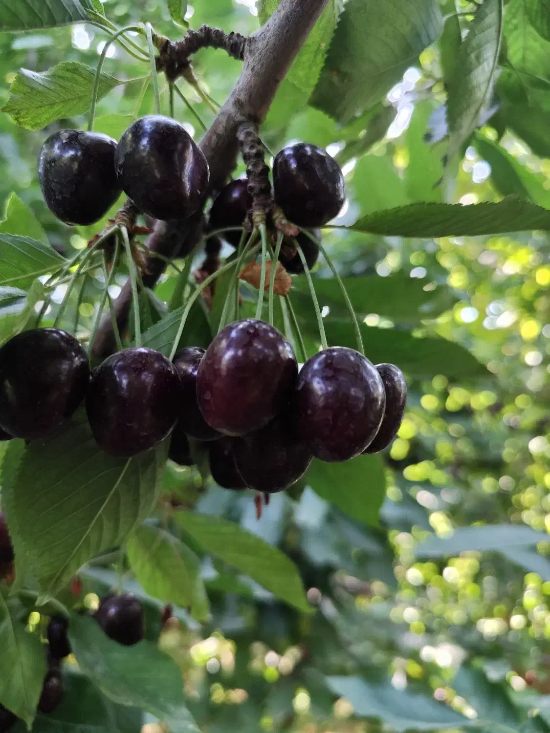 نهالستان بهاری کهریز|خدمات باغبانی و درختکاری|انزل, |دیوار