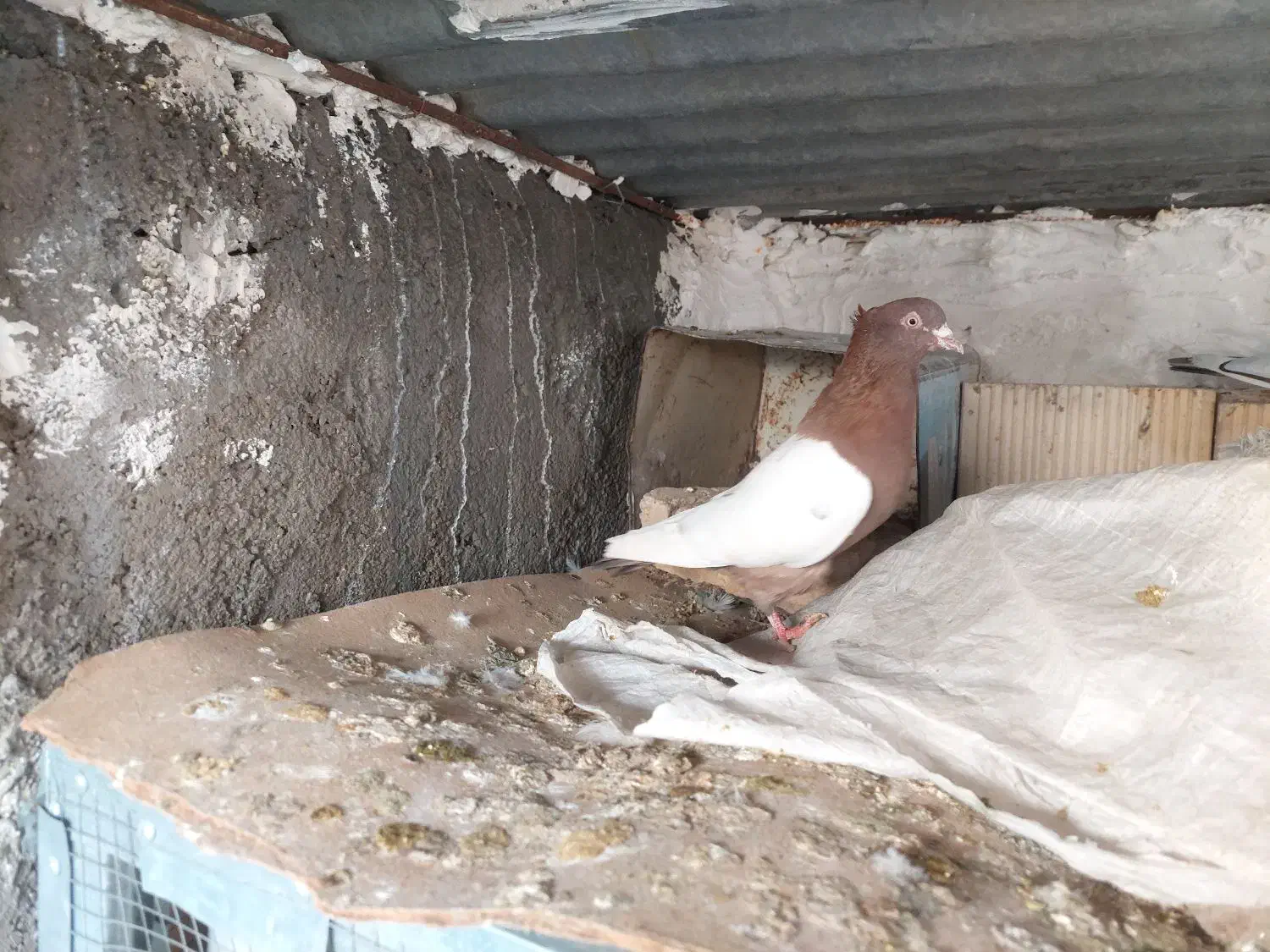 کفتر سینه تافته ای|پرنده|شیراز, کوشک میدان|دیوار