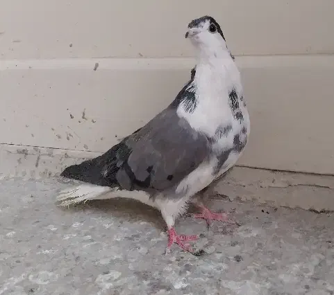 ماده سینه گلین|پرنده|اصفهان, سرچشمه|دیوار