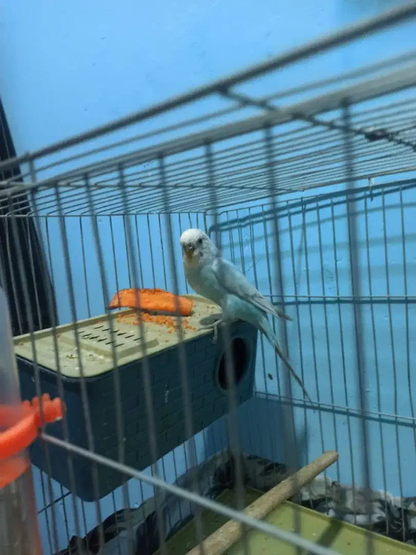 مرغ عشق|پرنده|مسجد سلیمان, |دیوار