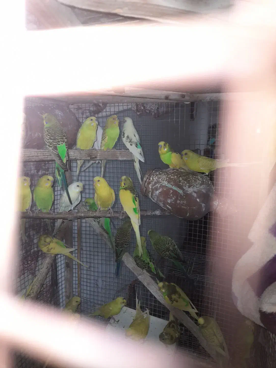 مرغ عشق یکجایی بالغ|پرنده|آق قلا, |دیوار