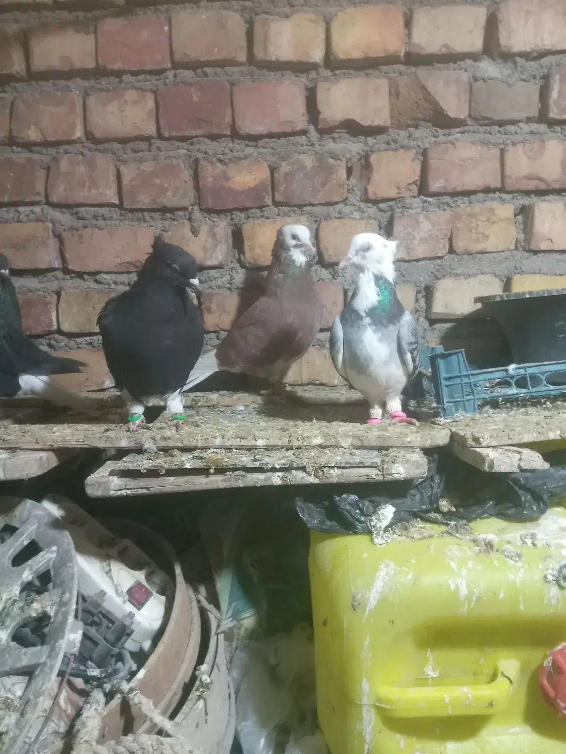 کفتر پرشی|پرنده|نیشابور, ده حلاج|دیوار