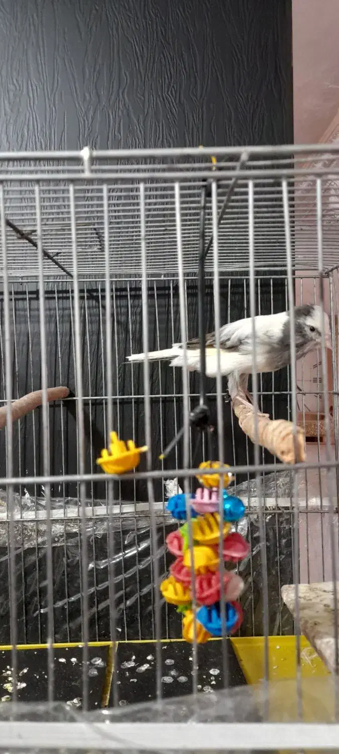 قناری نر|پرنده|بروجرد, |دیوار