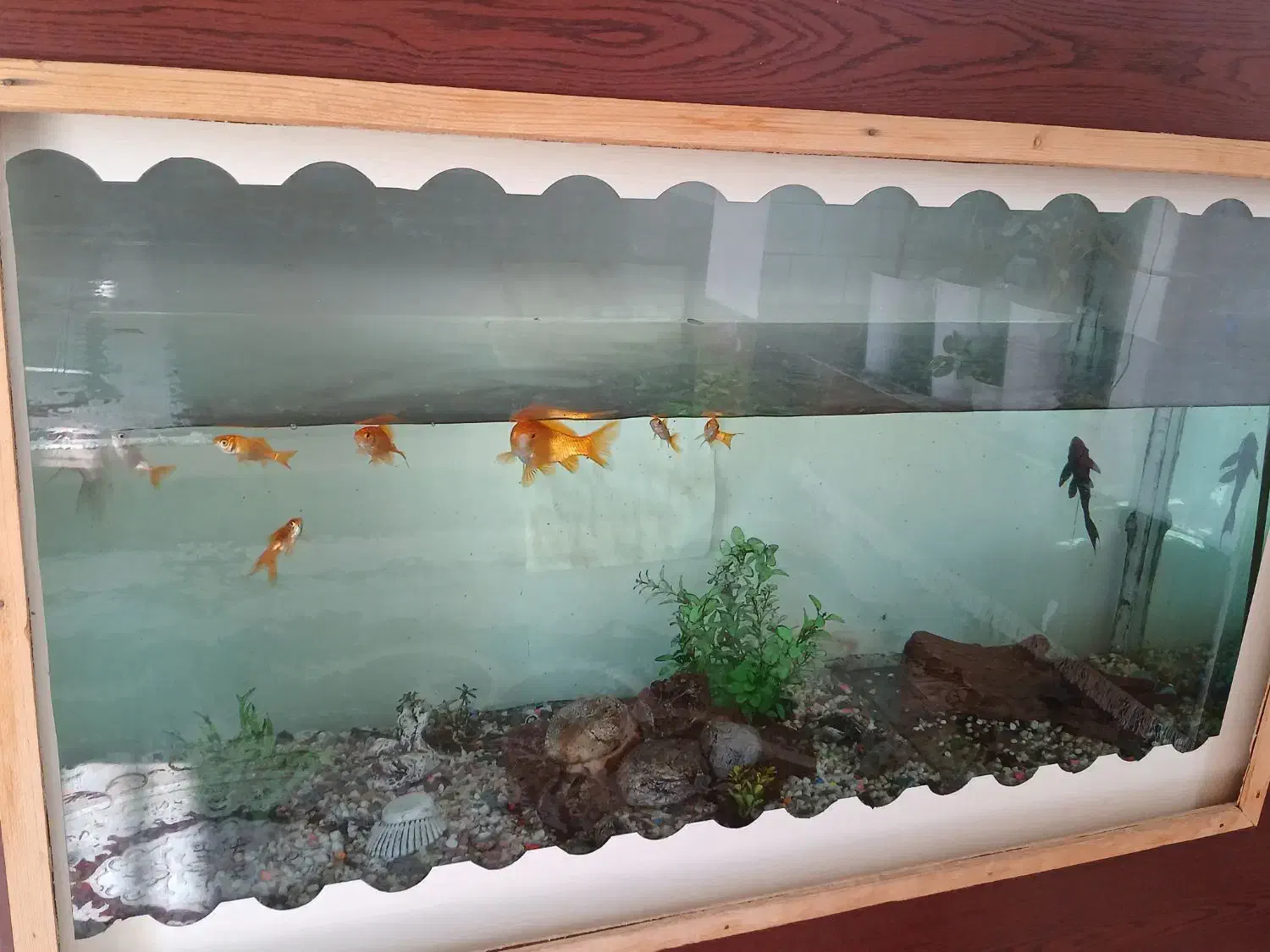 آکواریوم|ماهی|فسا, |دیوار