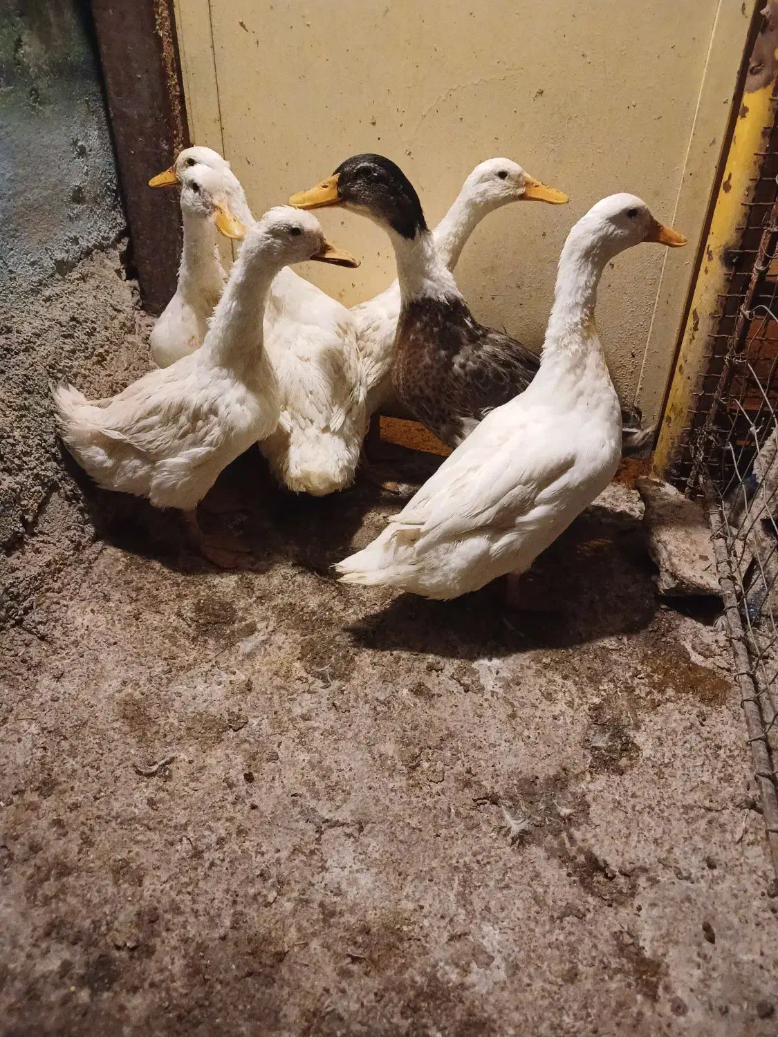 پرنده ادک|پرنده|بهبهان, |دیوار