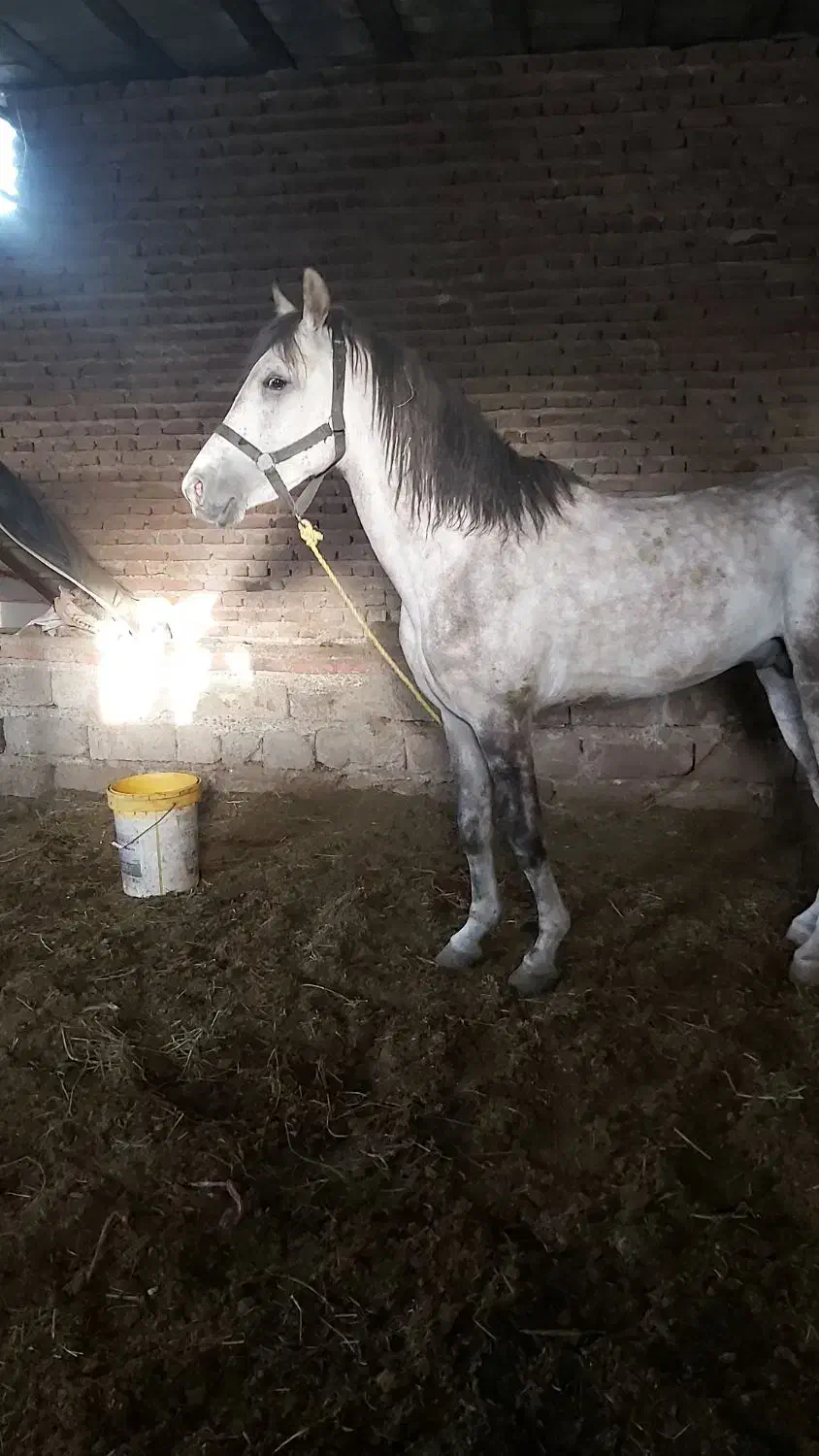 اسب عرب ایرانی|اسب و تجهیزات اسب‌سواری|محمدبار, |دیوار