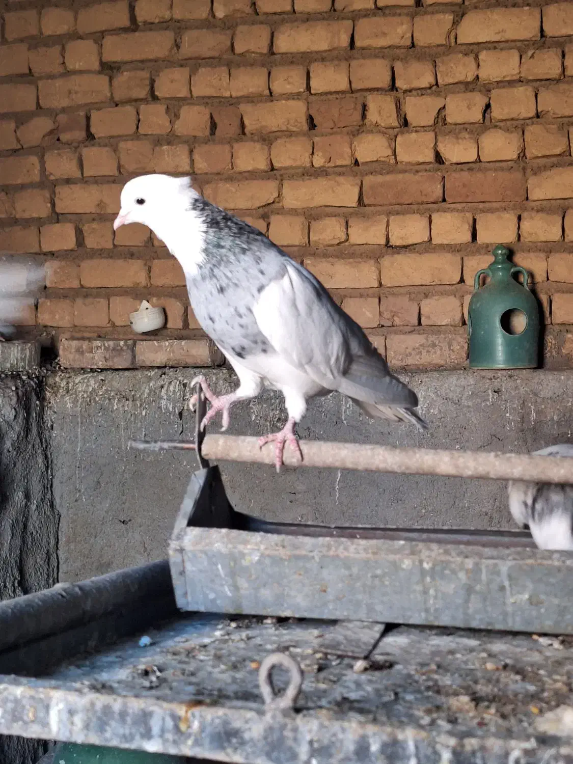 کبوتر طوقی زرین|پرنده|کهک, |دیوار