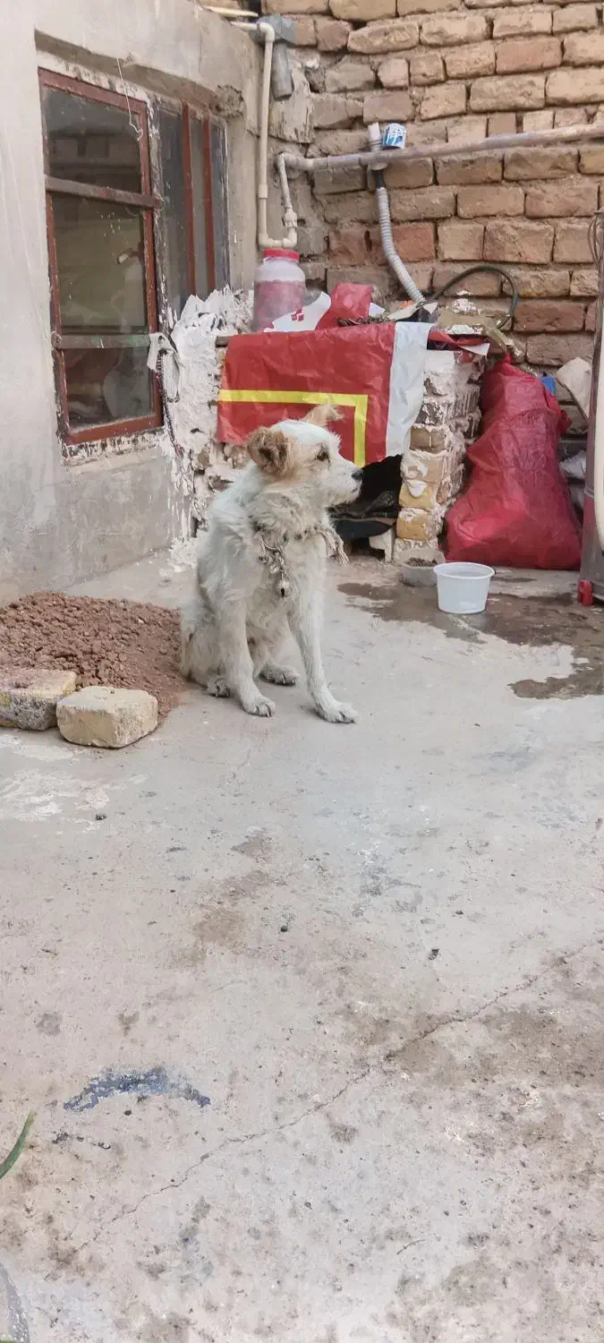 سگ سیتزو فروشی|سگ|ضیاء آباد, |دیوار