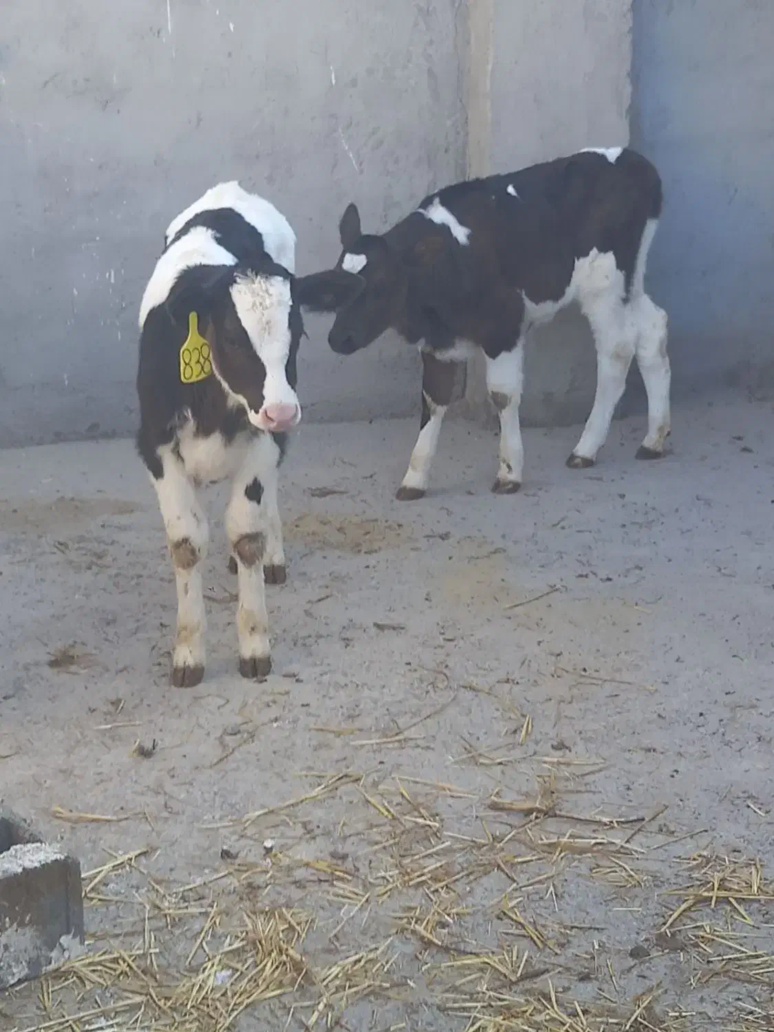 گوساله نر وماده|حیوانات مزرعه|تربت جام, میان جام|دیوار