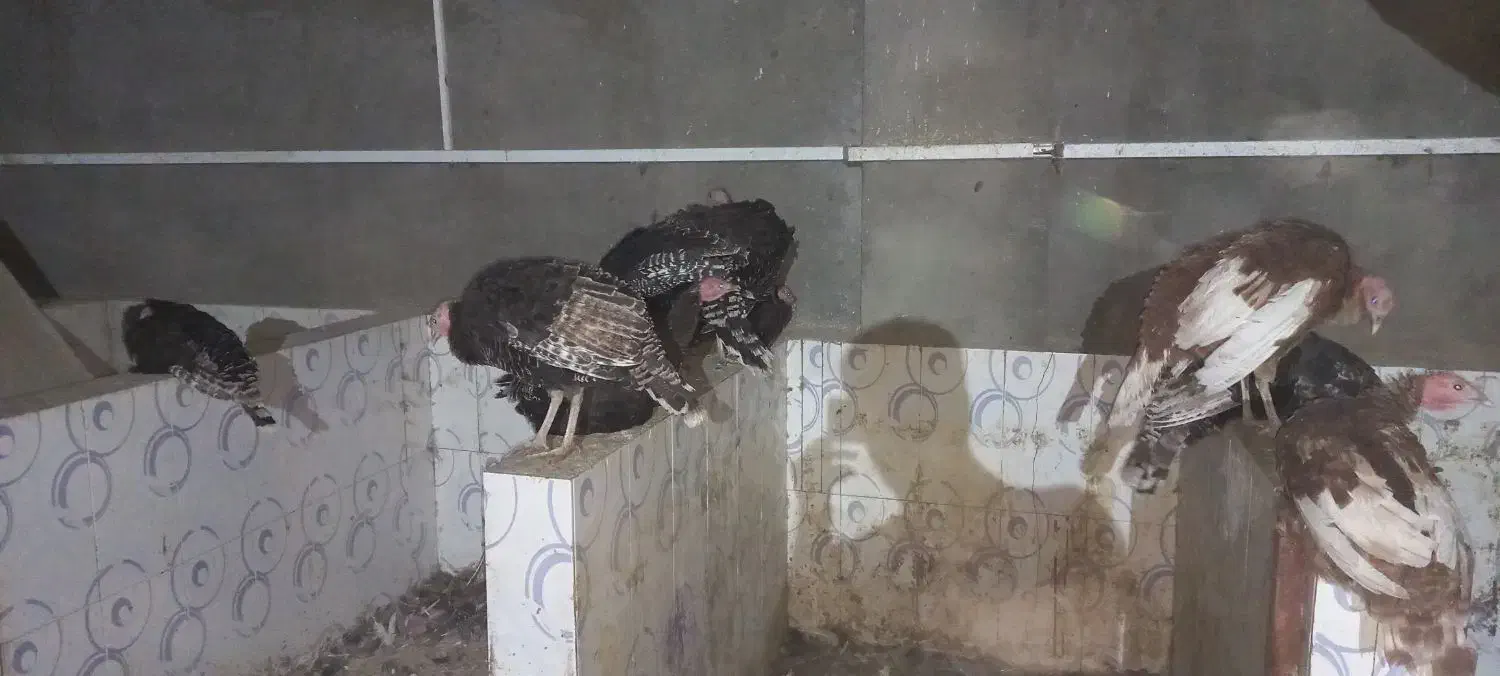 فروش بوقلمو|حیوانات مزرعه|بهارستان, |دیوار