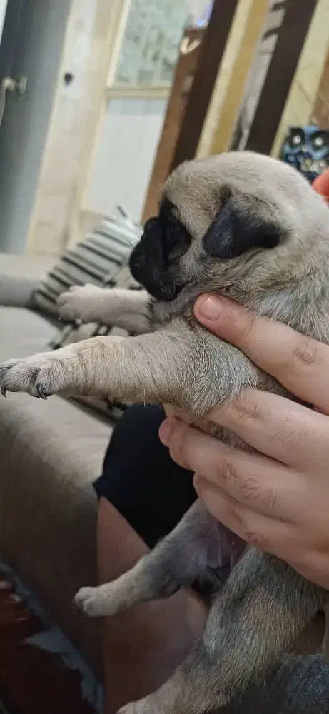 واگذاری|سگ|شاهینشهر, دکتر حسابی|دیوار