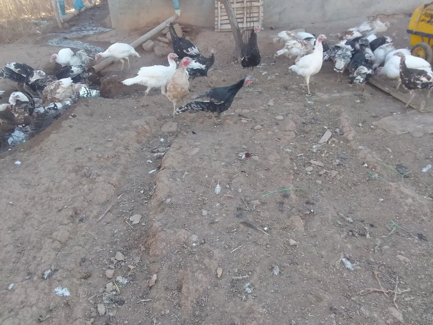 فروشی|حیوانات مزرعه|قیدار, |دیوار