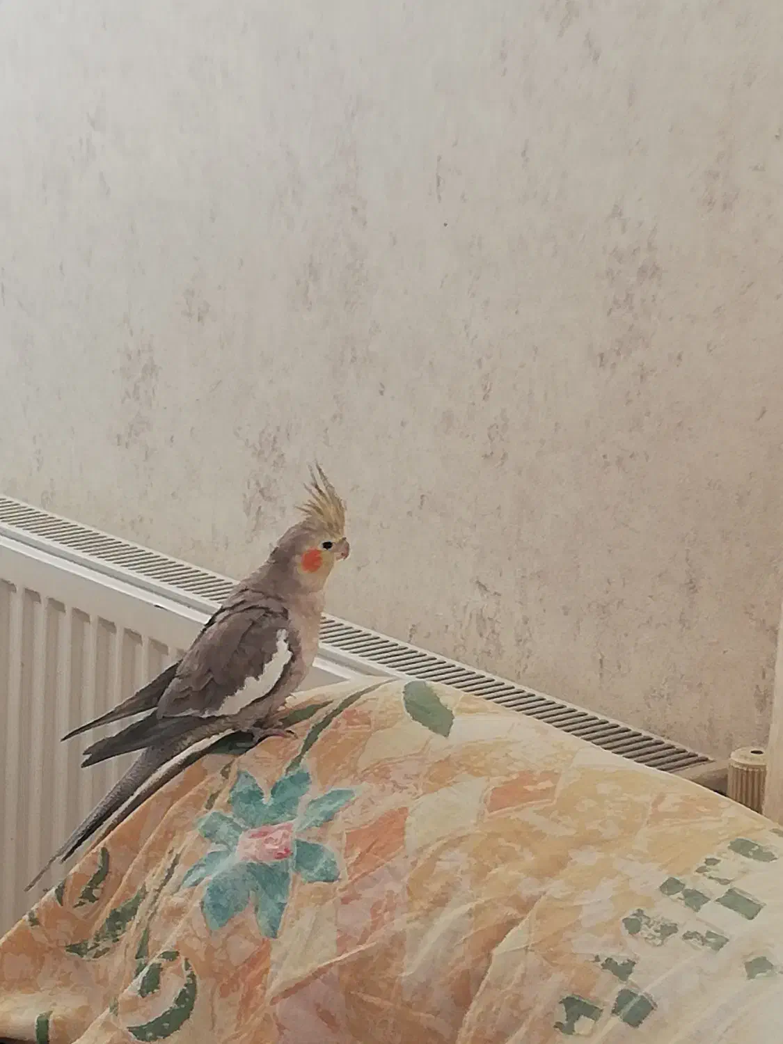 عروس هلندی|پرنده|صدرا-فارس, فاز ۱|دیوار