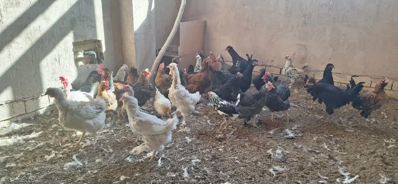 ۲۵عددمرغ جوان سالم سرحال تخم کن|حیوانات مزرعه|خمینی‌شهر, |دیوار