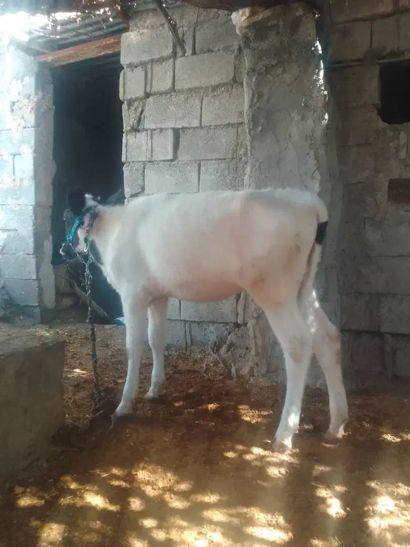 گوساله ماده|حیوانات مزرعه|لالی, |دیوار