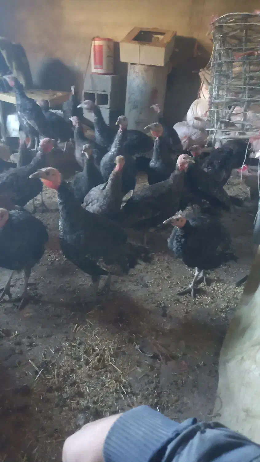 فروش بقلمون فقط1تومن دونه همه با هم 950هزار تومان|حیوانات مزرعه|مهاباد (آذربایجان غربی), |دیوار