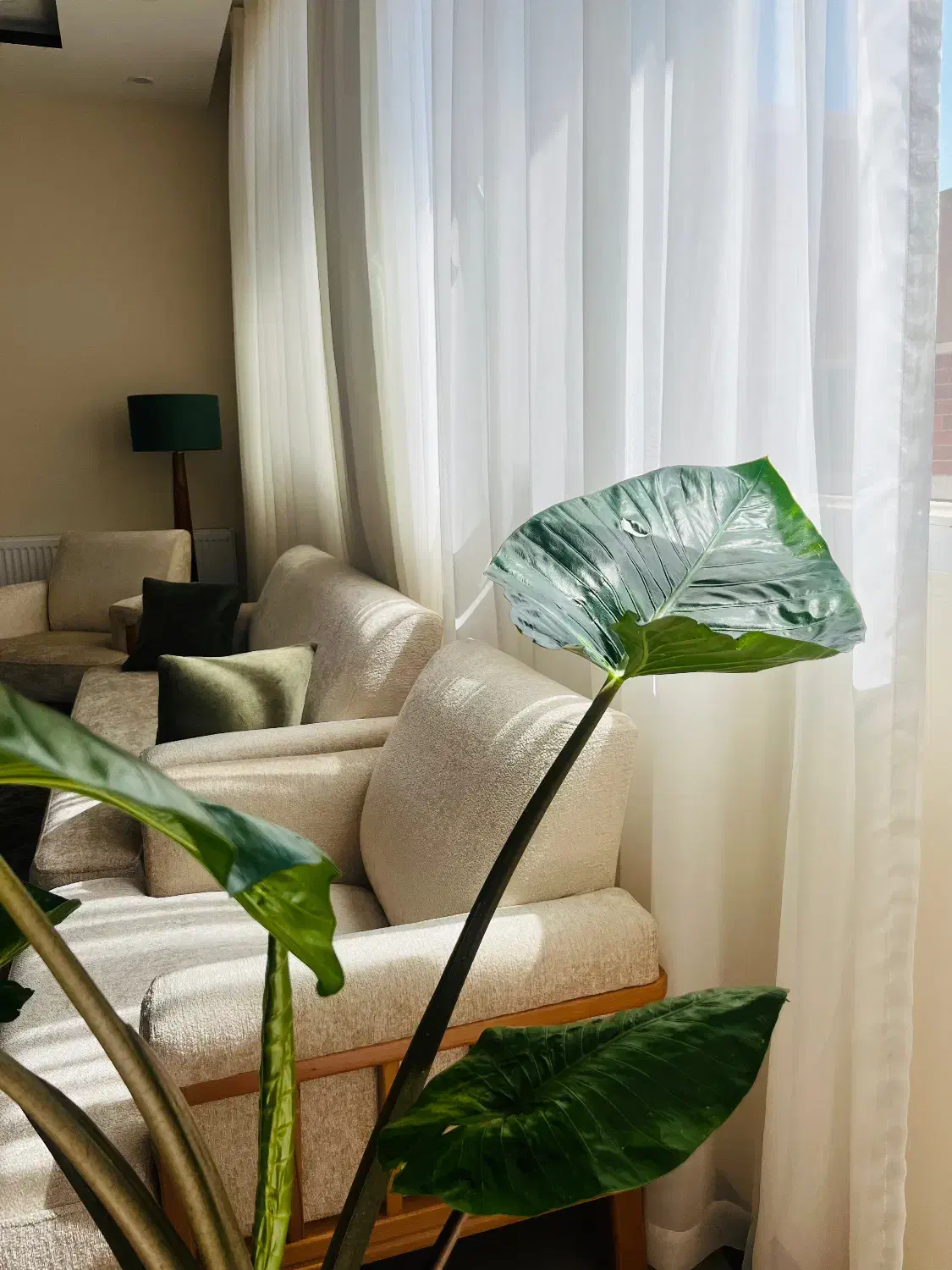 پرده حریر ساده|پرده، رانر، رومیزی|یزد, |دیوار