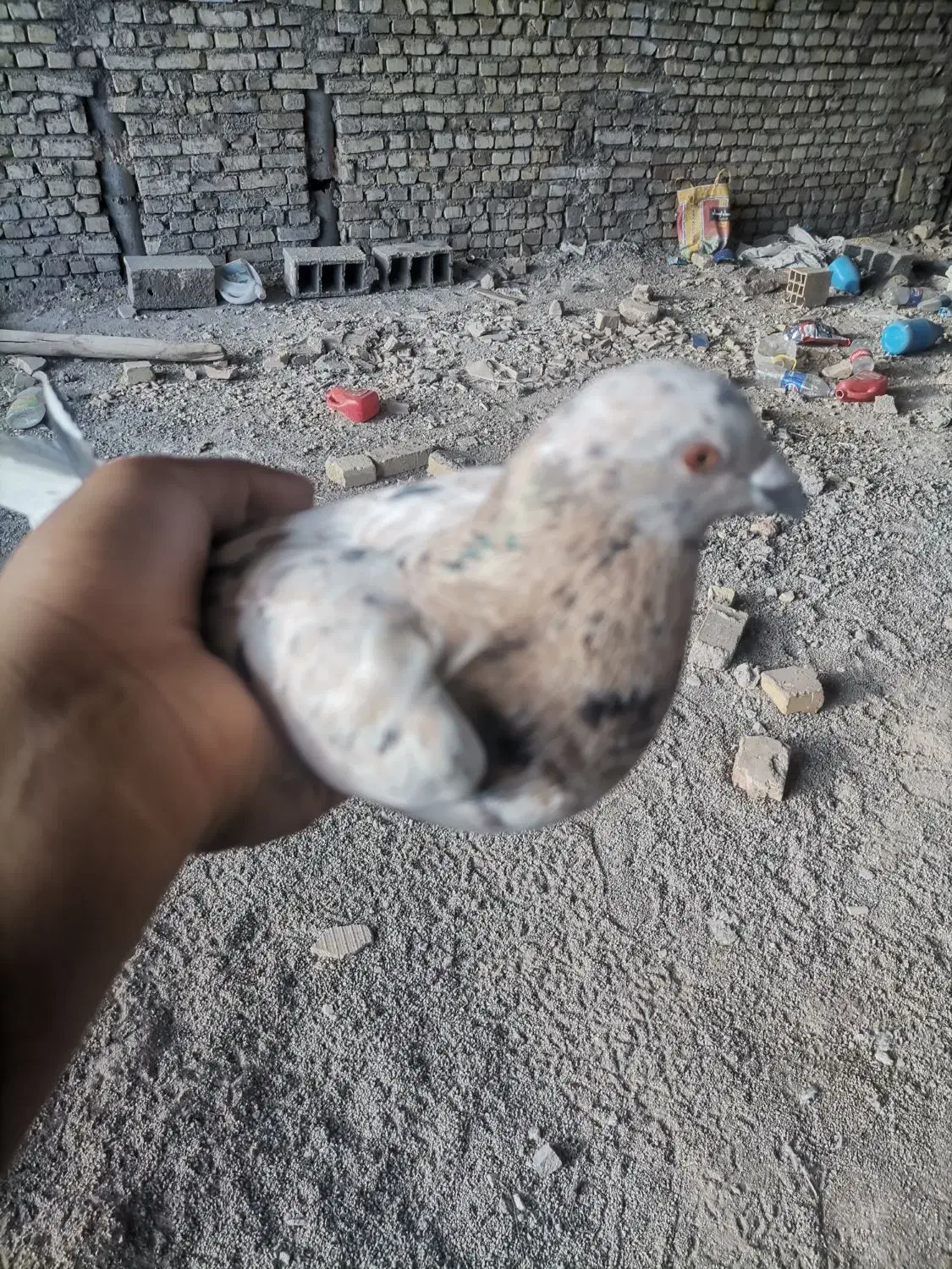 کفتر سرور|پرنده|حمیدیا, |دیوار