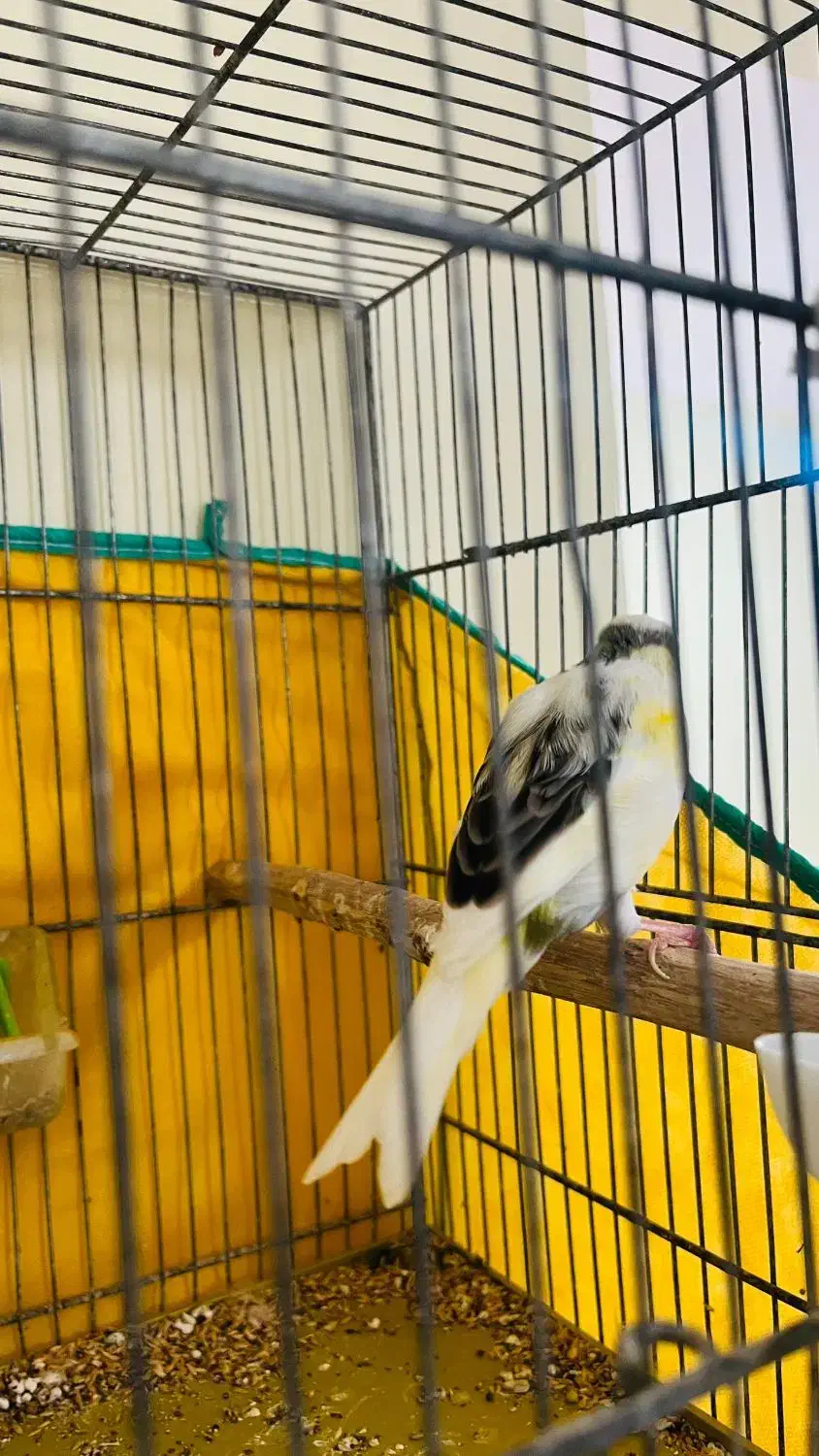 قناری|پرنده|بندر ماهشهر, |دیوار