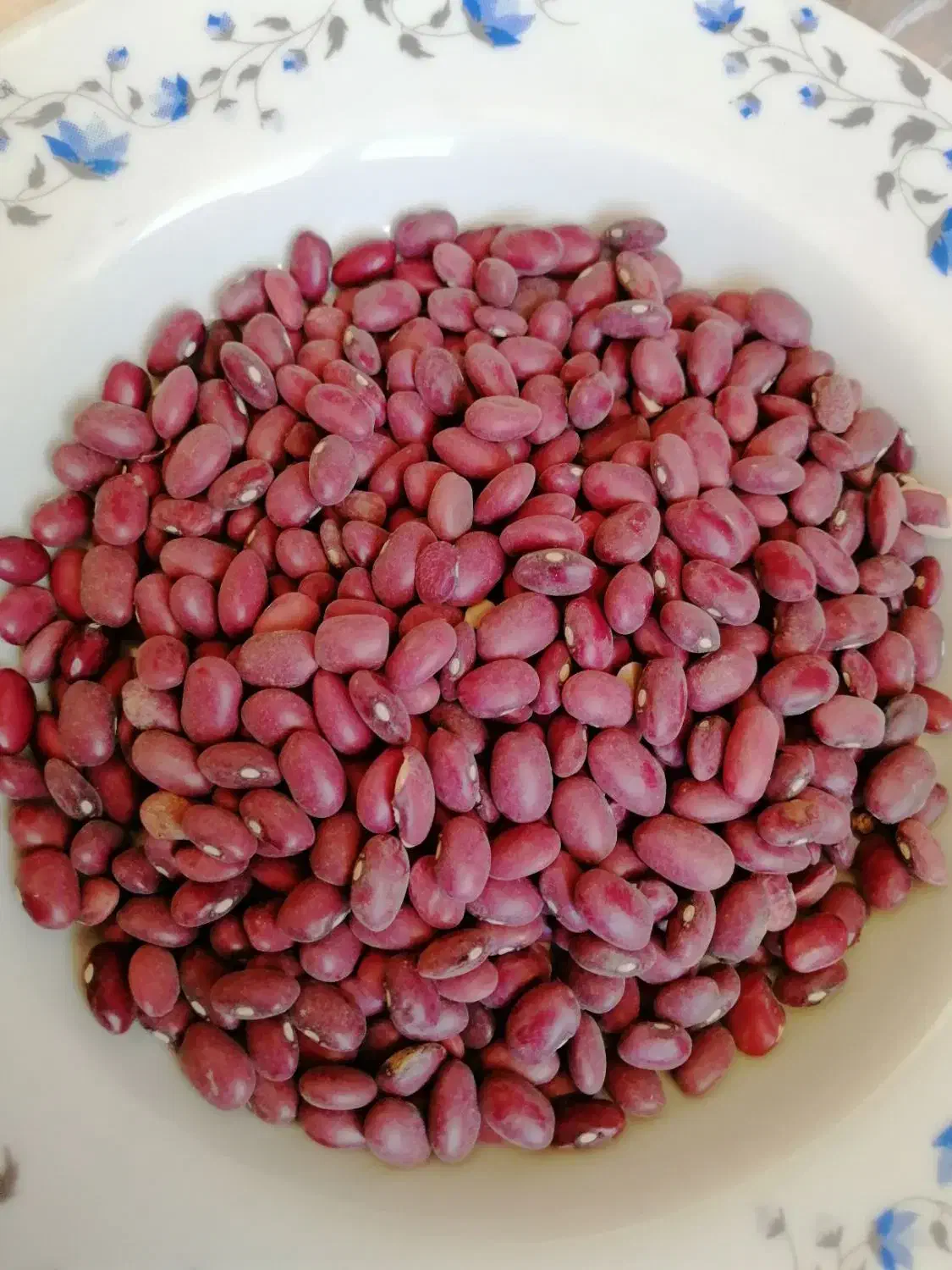 لوبیا قرمز|خوردنی و آشامیدنی|شیراز, جوادیه|دیوار