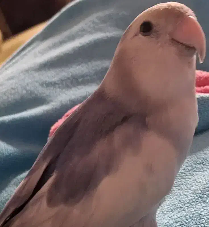 گمشده|پرنده|الوند, |دیوار