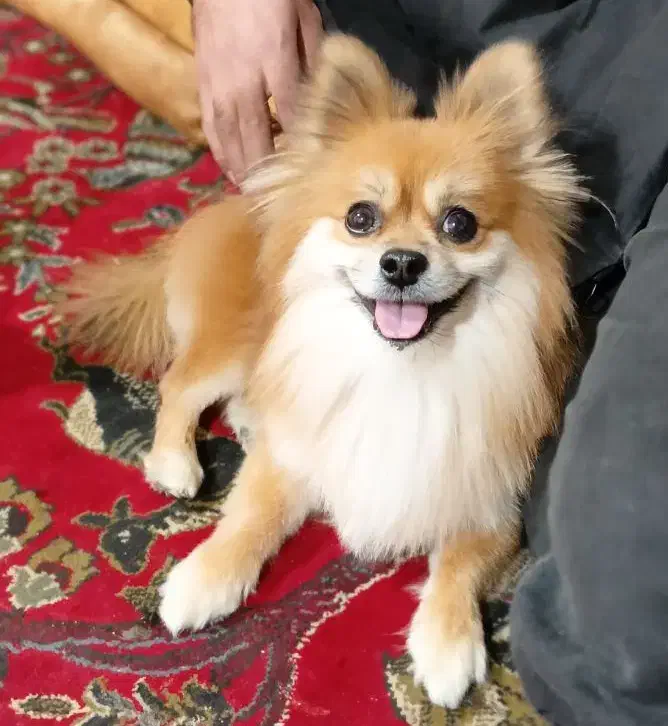 سگ پامر|سگ|سنندج, |دیوار