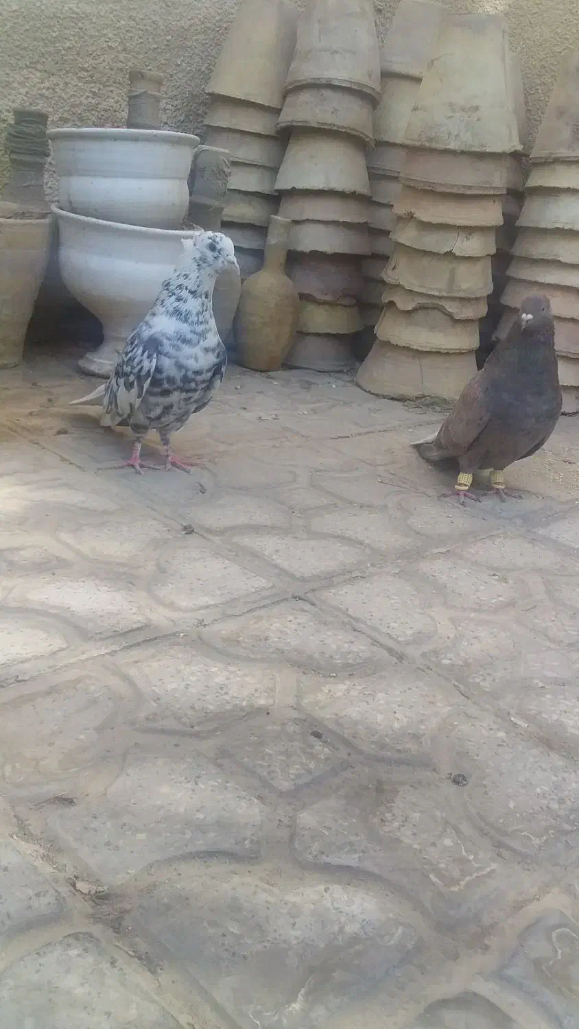 کفتر سرور دم سفید جفت|پرنده|شیراز, تندگویان|دیوار