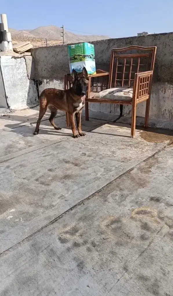 توله مالینویز|سگ|شیراز, شهرک گلستان|دیوار