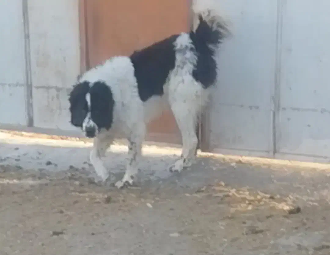 سگ گله قدرجونی|سگ|فشاپویه, |دیوار