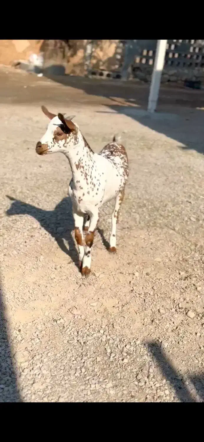 ثلاله|حیوانات مزرعه|اردستان, |دیوار