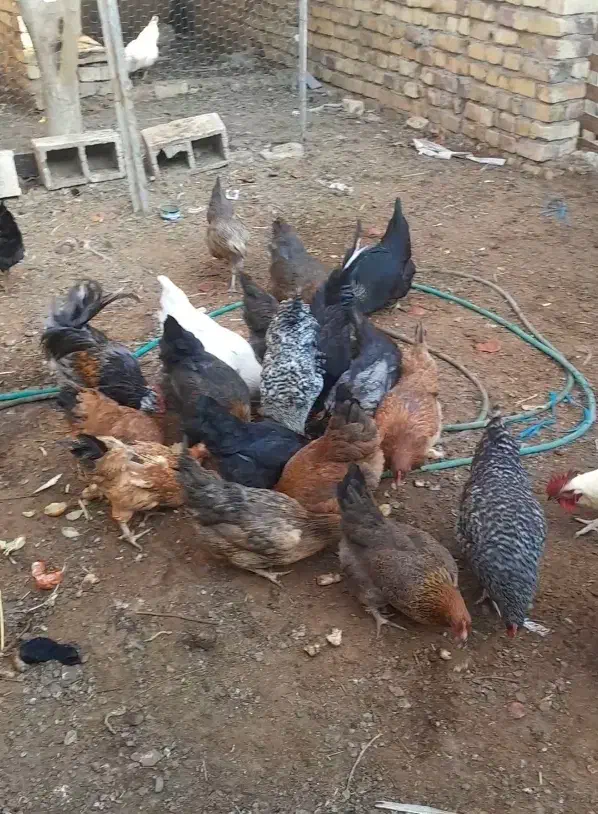 مرغ خروس رسمی تخمی|حیوانات مزرعه|ساوه, |دیوار