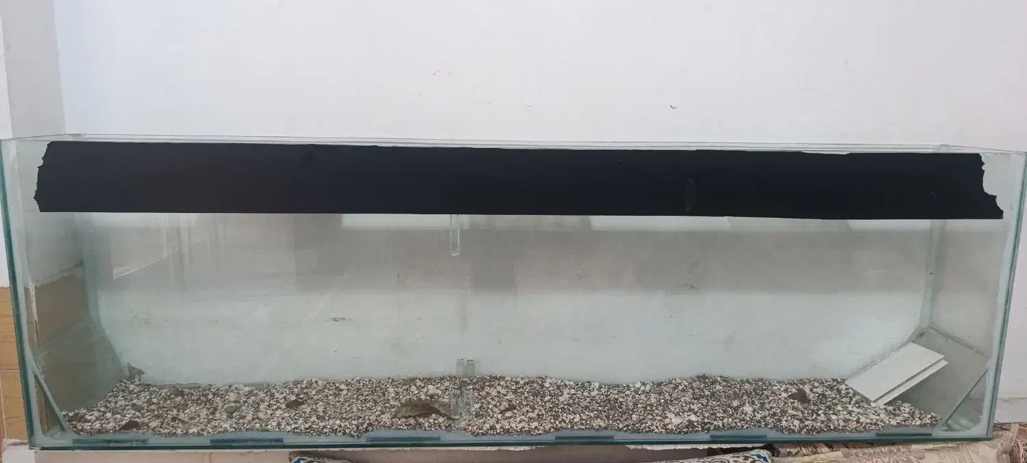 اکواریوم|ماهی|ششطراز, |دیوار