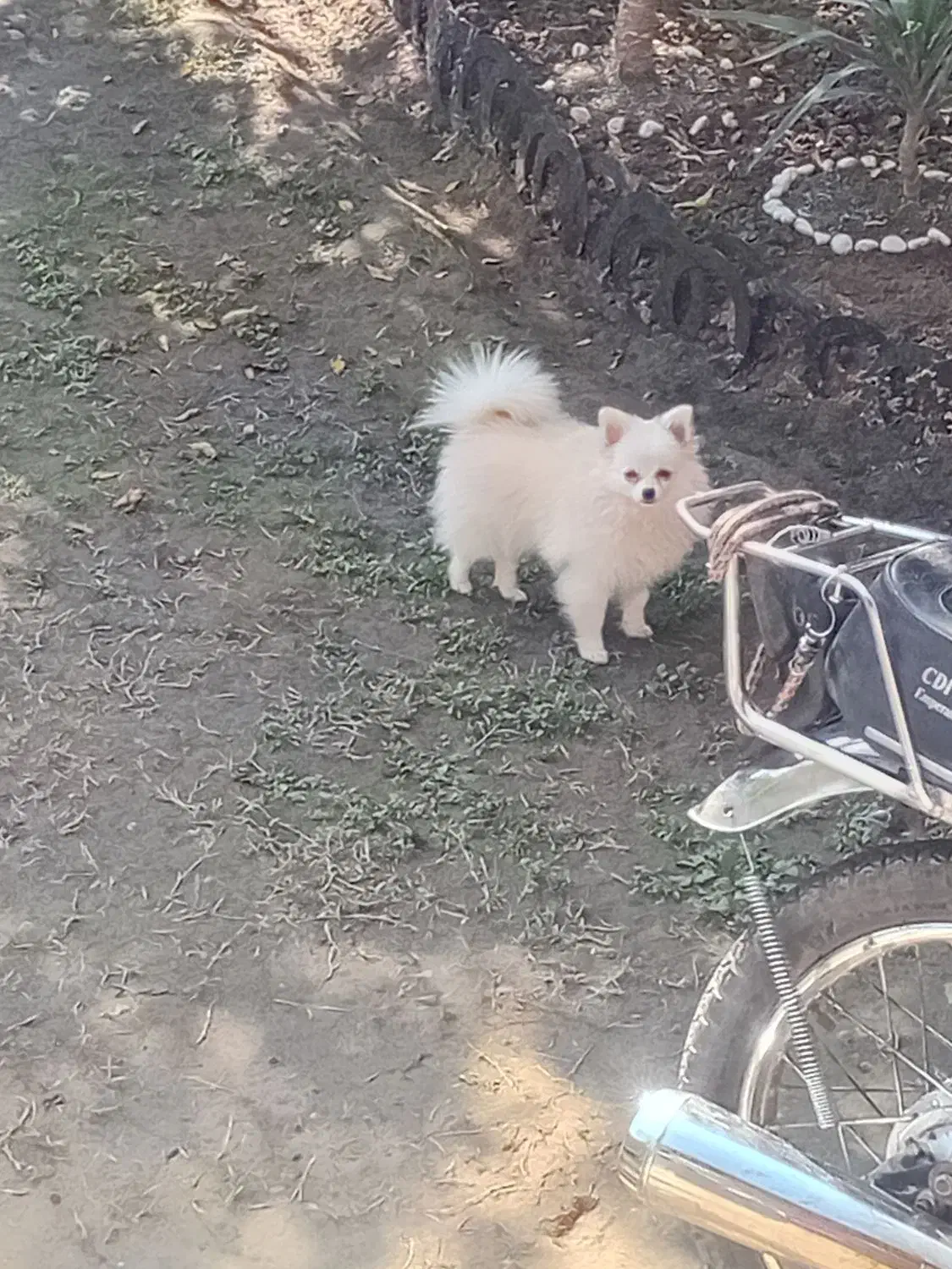 سگ پامرین خرسی ماده|سگ|قائم‌شهر, |دیوار