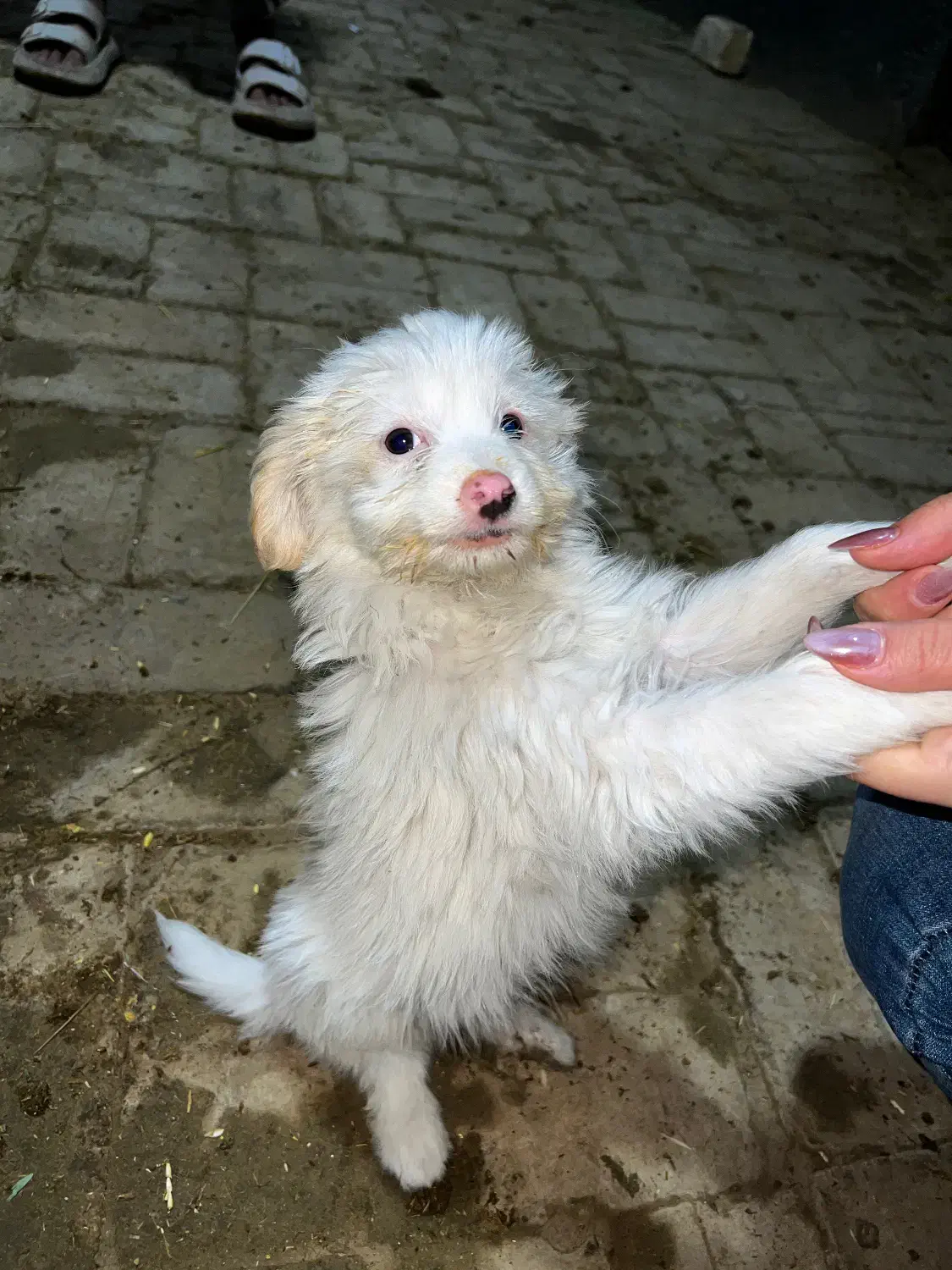 سه تا شیتزو قیمت خوب|سگ|تهران, بلوار کشاورز|دیوار