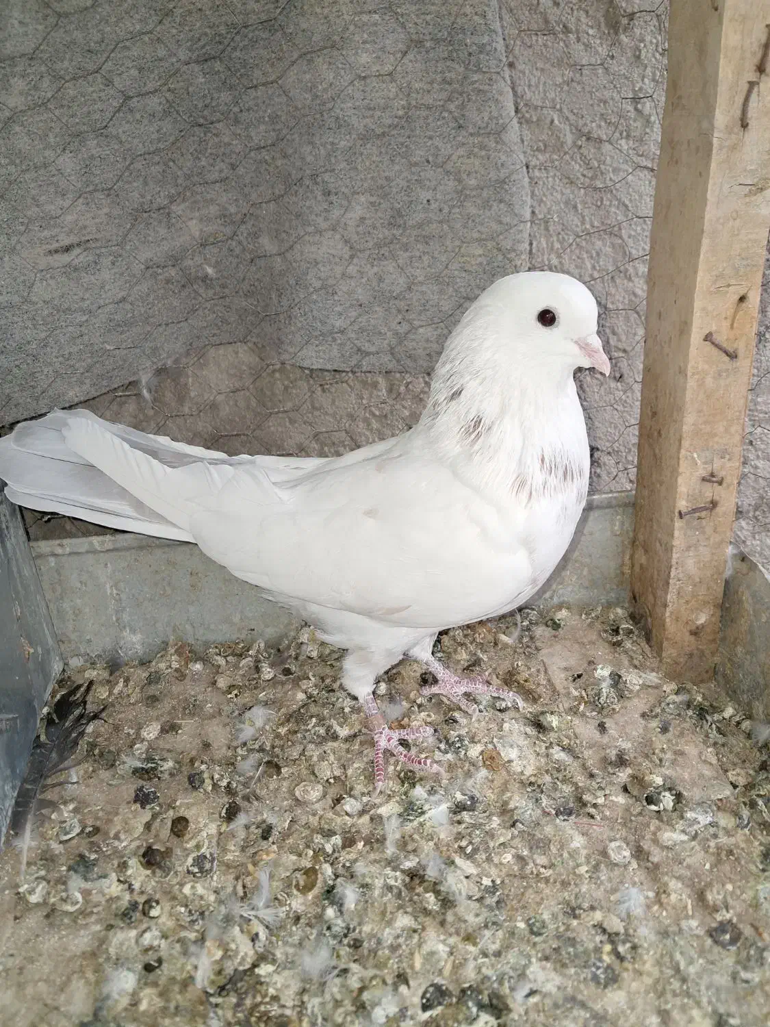 کفتر نر|پرنده|مهریز, |دیوار