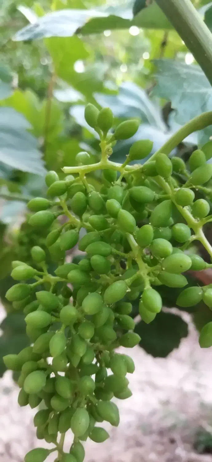 باغ انگور همراه آب چاه موتور|فروش دفتر صنعتی، کشاورزی، تجاری|کاشمر, |دیوار