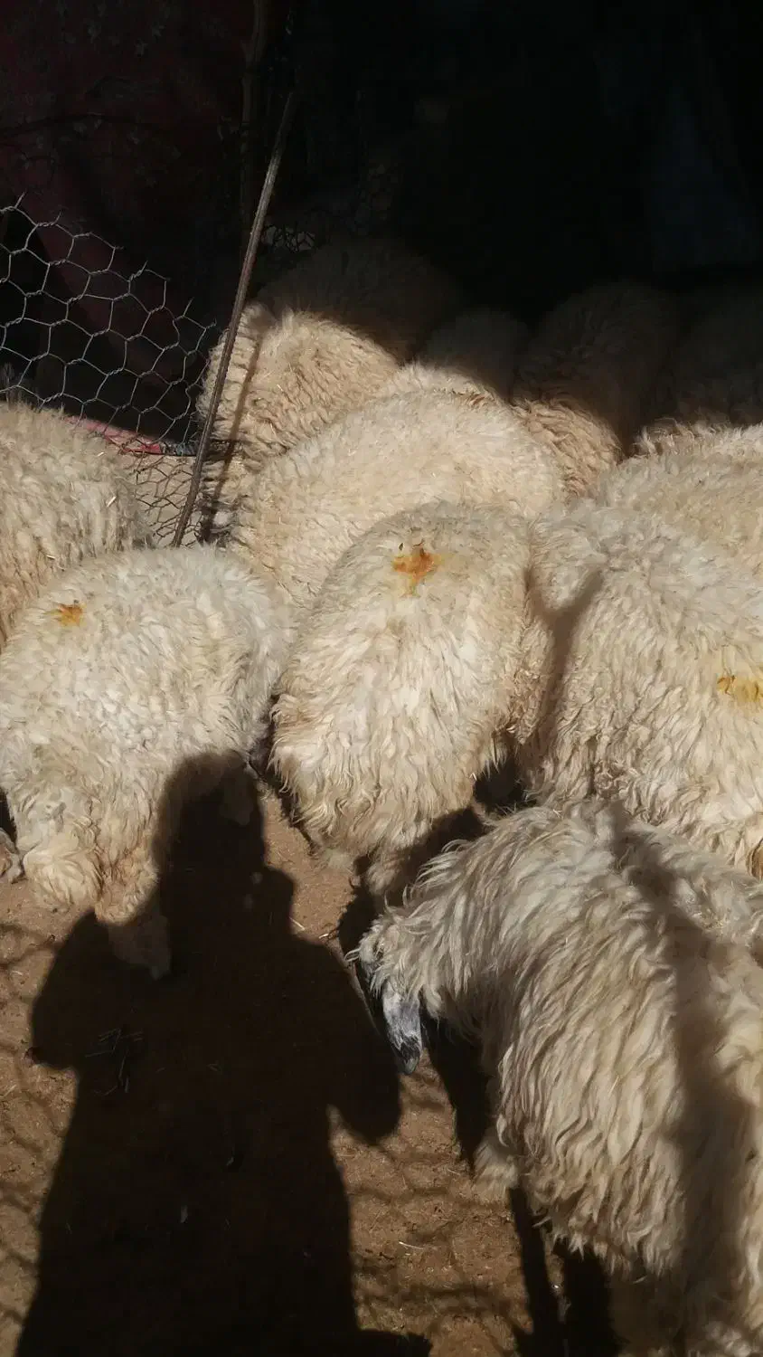 بره|حیوانات مزرعه|رومشکان, |دیوار