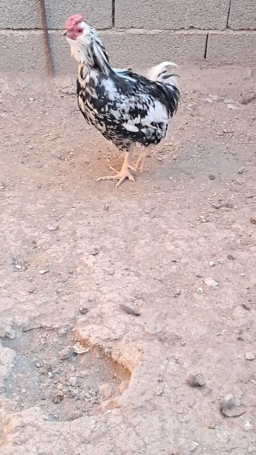 خروس گلین|حیوانات مزرعه|شهریار, کرد امیر|دیوار