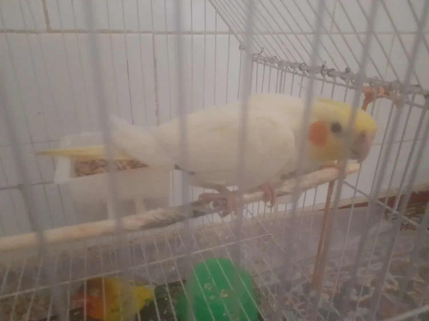 عروس فروشی|پرنده|نظرآباد, نظرآباد|دیوار