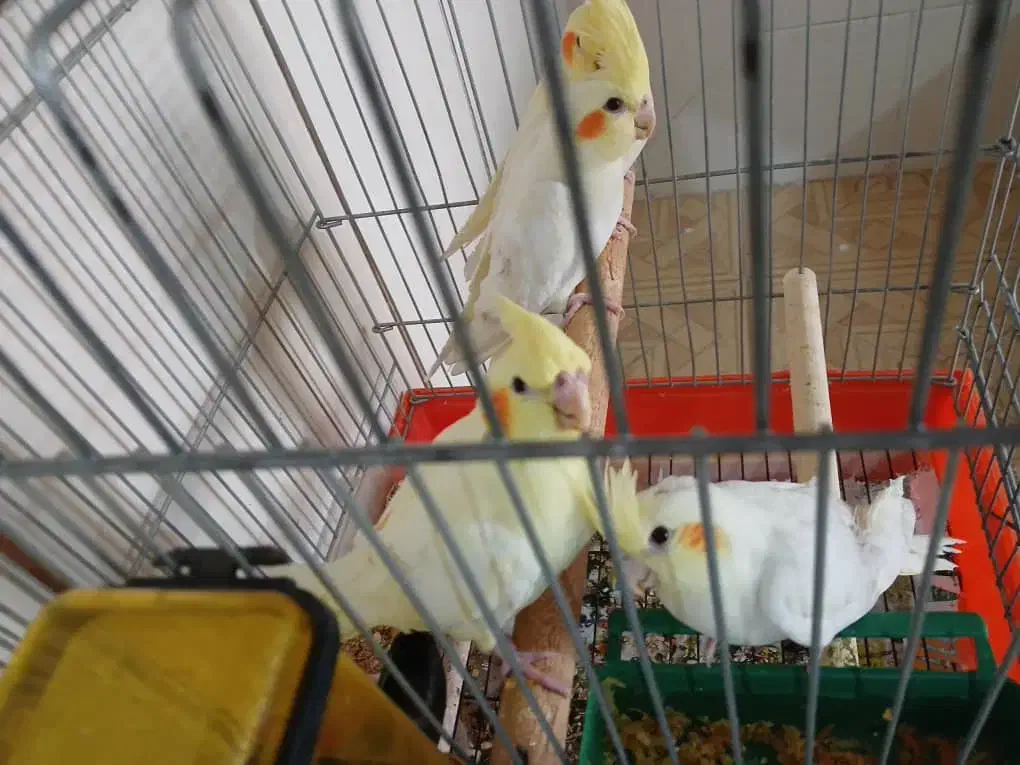 طوطی لوتیتو|پرنده|نجف‌آباد, شریعتی غربی|دیوار