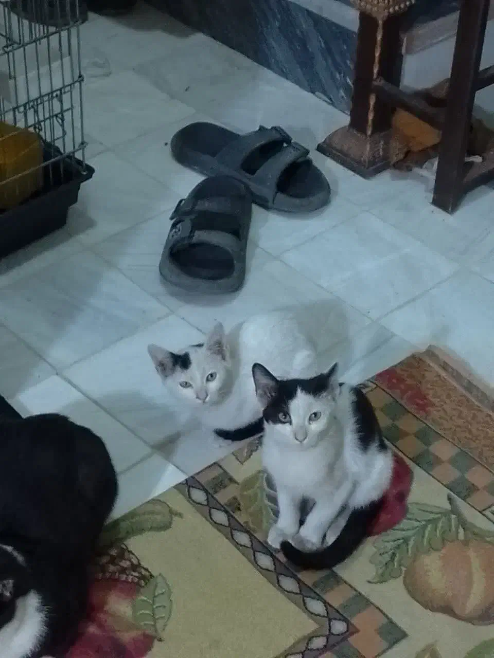 واگذاری رایگان گربه|گربه|قم, شهرک فاطمیه|دیوار