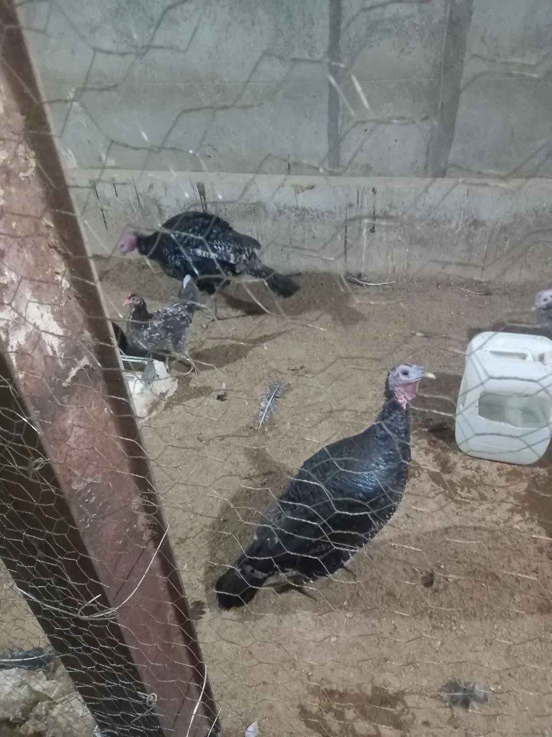 تعدادی مرغ خروس بوقلمون|حیوانات مزرعه|قزوین, |دیوار
