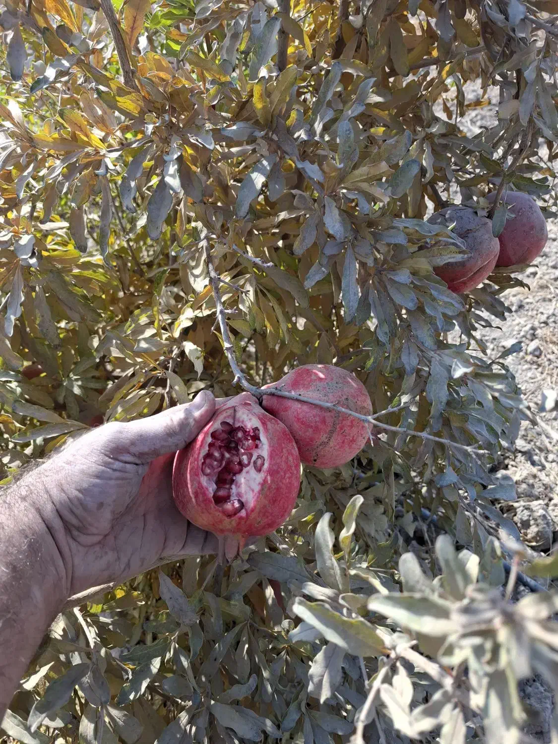 انار آبگیری و رب انار|خوردنی و آشامیدنی|جوادآباد, |دیوار