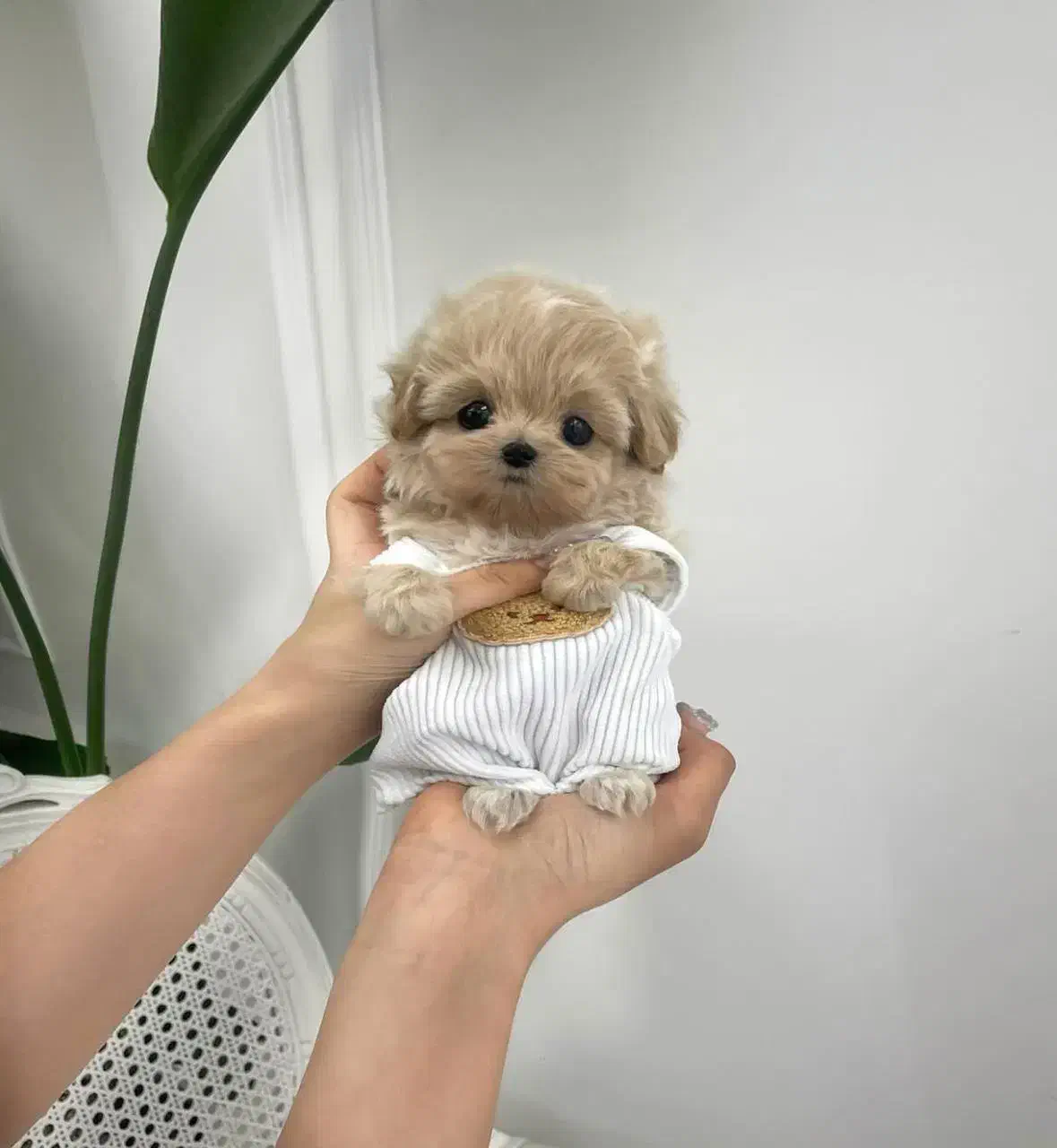 maltipoodle مالتیپودل|سگ|تهران, جنتآباد مرکزی|دیوار